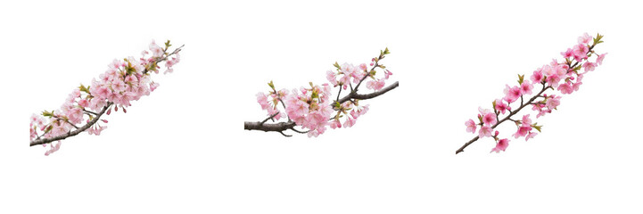 Naklejka premium Pink Cherry Blossom Branches Isolated on Transparent Background, Blooming Spring Peach Flower Twigs with Green Leaves, Floral Design Elements for Seasonal Greeting Cards PNG Asset