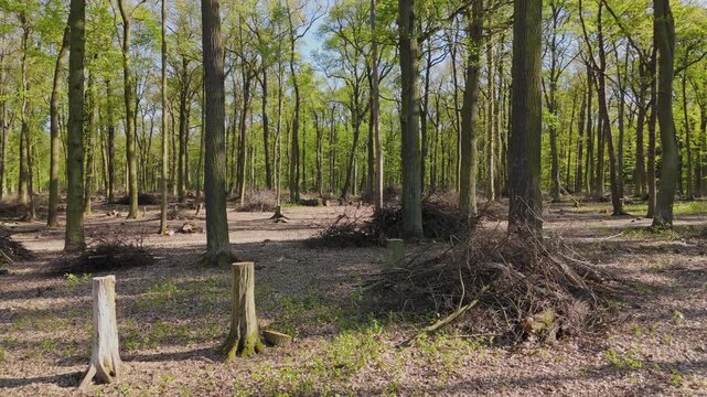 Active forest management and forestry care, Drone perspective of forest management with cleared undergrowth and tree stumps. T