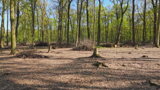 Active forest management and forestry care, Drone perspective of forest management with cleared undergrowth and tree stumps. Tall trees stand, scattered tree stumps