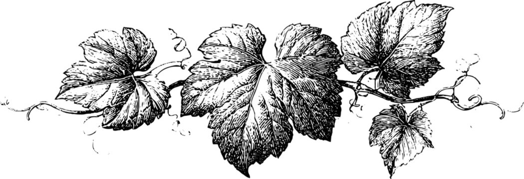 Vintage engraved grapevine garland with leaves and tendrils ornamental border for background, label and stationery design