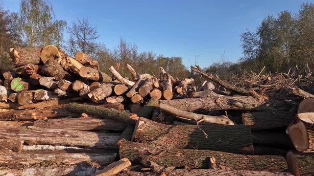 A large pile of cut timber logs rests stacked beside a paved road. The forestry supply of raw wood is stored outdoors