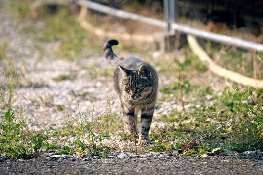 Young tabby cat is lurking in the backyyard. Horizontal image with selective focus. 