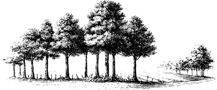 Vintage engraved row of windbreak trees in rural landscape with fence for background and banner design
