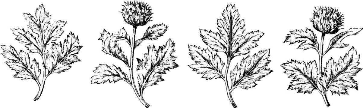 Vintage engraved thistle foliage pattern with repeating leaf motifs for botanical background and border design for fabric and wallpaper