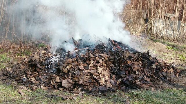 4K Burning Tree Leaves