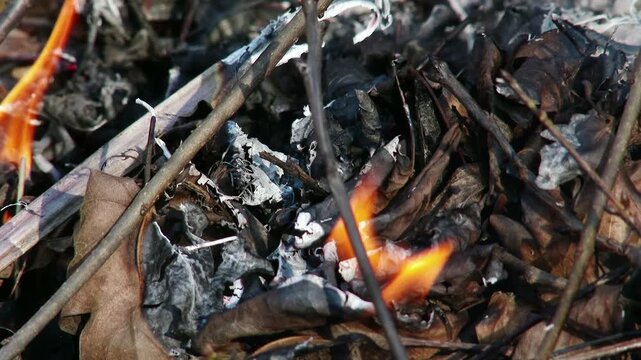 4K Burning Tree Leaves