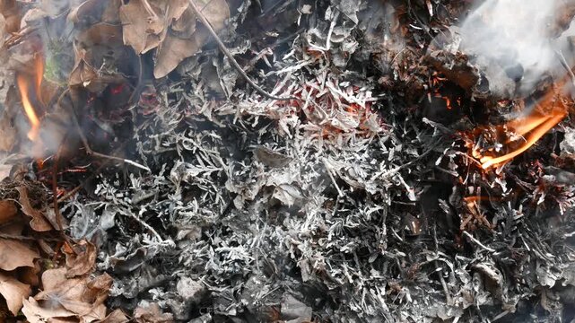 4K Burning Tree Leaves