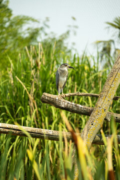 Bihoreau gris (Nycticorax nycticorax) pos&eacute; sur une branche, mettant en valeur son plumage contrast&eacute;, son regard attentif et les caract&eacute;ristiques de ce h&eacute;ron nocturne.