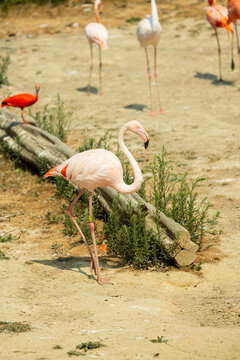 Flamant rose (Phoenicopterus roseus) dans son habitat naturel, mettant en valeur son &eacute;l&eacute;gante silhouette, son plumage ros&eacute; et la beaut&eacute; de cet oiseau embl&eacute;matique des zones humides.