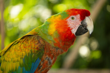Obraz premium Portrait d'un perroquet ara hybride d'Amérique du Sud, mettant en valeur son plumage aux couleurs éclatantes, son regard expressif et les caractéristiques uniques de ce magnifique oiseau tropical.