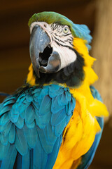 Portrait rapproché d'un ara d'Amérique du Sud, révélant son plumage éclatant, son bec caractéristique et l'expression unique de ce grand perroquet tropical. © InestDjo