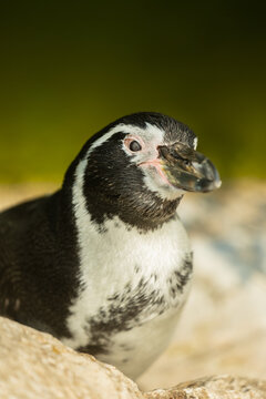 Portrait rapproch&eacute; d'un manchot, mettant en valeur son regard expressif, les d&eacute;tails de son plumage et les caract&eacute;ristiques uniques de cet oiseau marin.