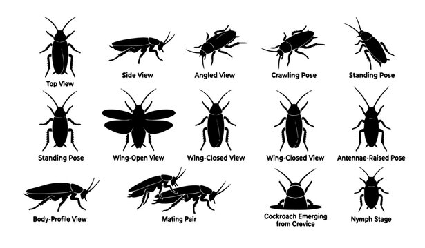 Cockroach Silhouette Set Vector Collection with Insect Anatomy Icons Isolated on White