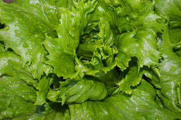 Fresh green lettuce leaves covered with pure dew drops close up. Organic healthy greens with wavy texture for clean eating. Vibrant natural vegetable straight from the garden for culinary recipes. © Олег Струс