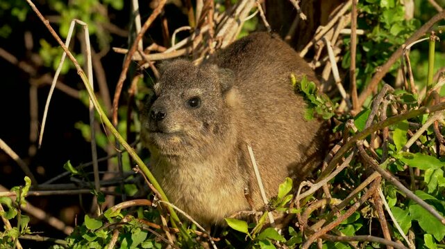 Wildlife video of a rock hyrax (Procavia capensis), also known as a Cape hyrax or dassie, sitting in a tree and feeding on vegetation at Boulders Beach near Simon's Town, South Africa