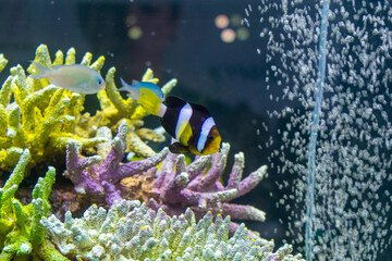 Clarkii clownfish (Amphiprion clarkii) swimming near colorful coral reef with air bubbles in saltwater aquarium © chaiyanunn