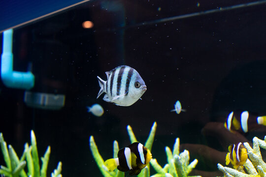 Sergeant major damselfish (Abudefduf) swimming in a saltwater aquarium