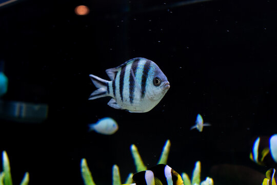 Close-up Sergeant major damselfish (Abudefduf) swimming in a saltwater aquarium