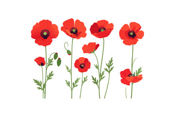 Obraz premium Isolated Wild Poppy Flower Collection