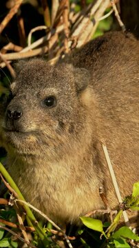Wildlife video of a rock hyrax (Procavia capensis), also known as a Cape hyrax or dassie, sitting in a tree and feeding on vegetation at Boulders Beach near Simon's Town, South Africa