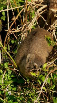 Wildlife video of a rock hyrax (Procavia capensis), also known as a Cape hyrax or dassie, sitting in a tree and feeding on vegetation at Boulders Beach near Simon's Town, South Africa