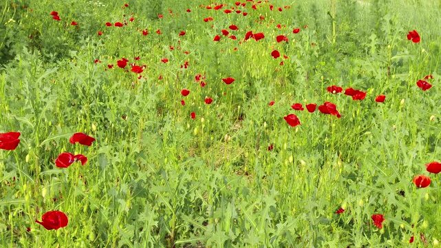 4K Corn Poppy Papaver Rhoeas in Summer