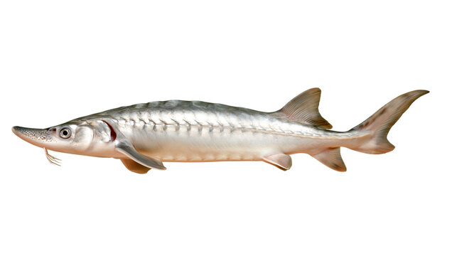 Sturgeon fish profile showing scale details isolated on transparent background PNG element