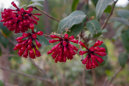 Clusters of crimson tubular flowers of Cestrum elegans blooming on an ornamental shrub with soft natural bokeh