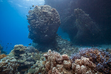 Beautiful coral reef landscape with massive pinnacle and hard corals in the blue ocean © underwaterstas