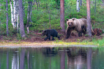 Wild brown bear female with a cub (Ursus arctos) in Finland - selective focus © beataaldridge