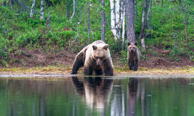 Wild brown bear female with a cub (Ursus arctos) in Finland - selective focus © beataaldridge