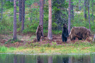 Wild brown bear female with cubs (Ursus arctos) in Finland - selective focus © beataaldridge