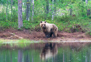 Wild brown bear (Ursus arctos) in Finland - selective focus © beataaldridge