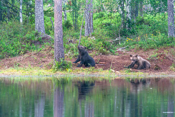 Two small brown bear cubs (Ursus arctos) in a forest in Finland - selective focus © beataaldridge