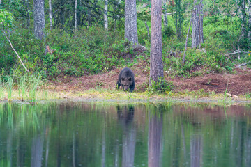 Small brown bear cub (Ursus arctos) in a forest in Finland - selective focus © beataaldridge