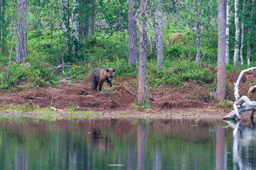 Small brown bear cub (Ursus arctos) in a forest in Finland - selective focus © beataaldridge