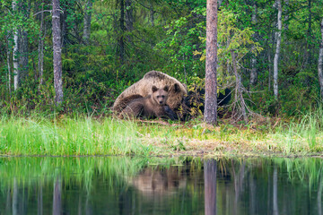 Wild brown bear female with a cub (Ursus arctos) in Finland - selective focus © beataaldridge