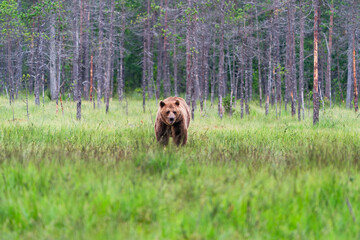 Wild brown bear (Ursus arctos) in a forest in Finland - selective focus © beataaldridge