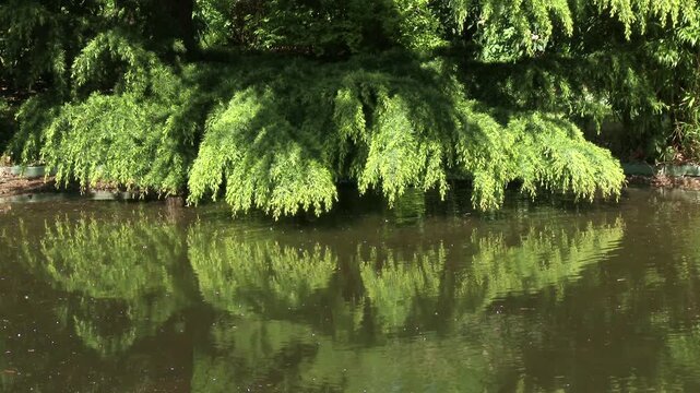 4K Deodar Cedar Cedrus Deodara