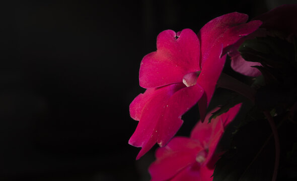 Uma planta chamada impatiens walleriana ou maria-sem-vergonha
