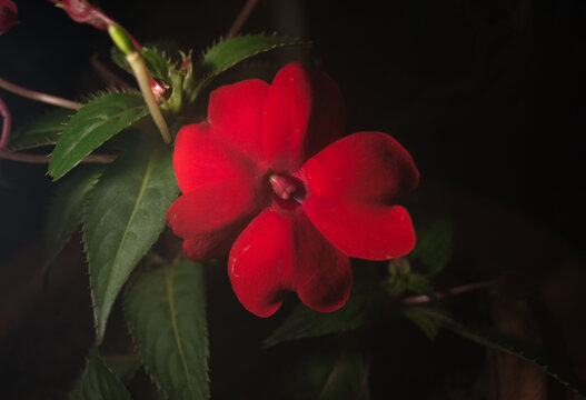 Uma planta chamada impatiens walleriana ou maria-sem-vergonha