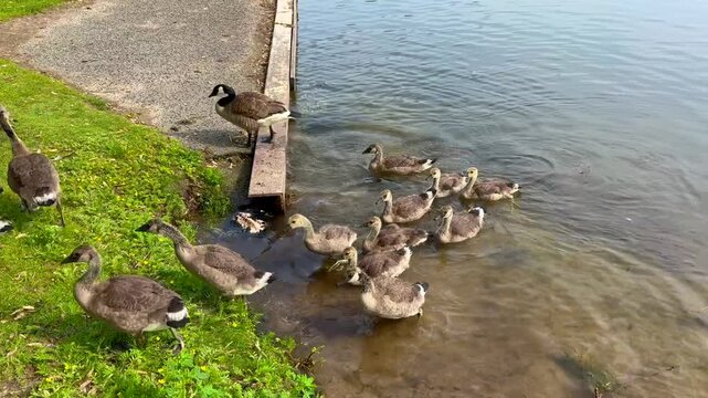 A group of geese and goslings are seen near the water's edge, with some exploring the grassy area while others are in the water, creating a lively scene by the lakeside