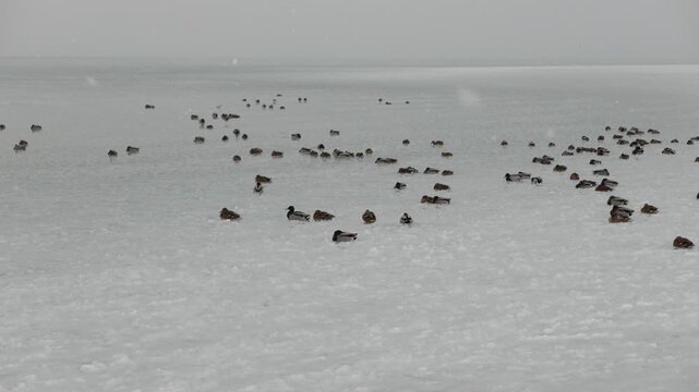 4K Ducks in a Freezing Winter Day on a Lake