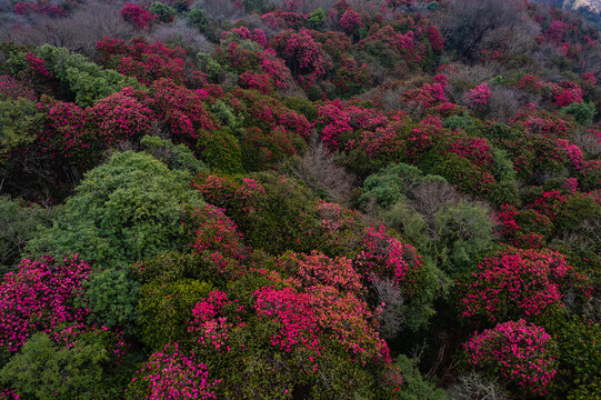Aerial view of a dense forest filled with vibrant pink and red blooming rhododendron flowers covering the mountainous landscape of Nepal.