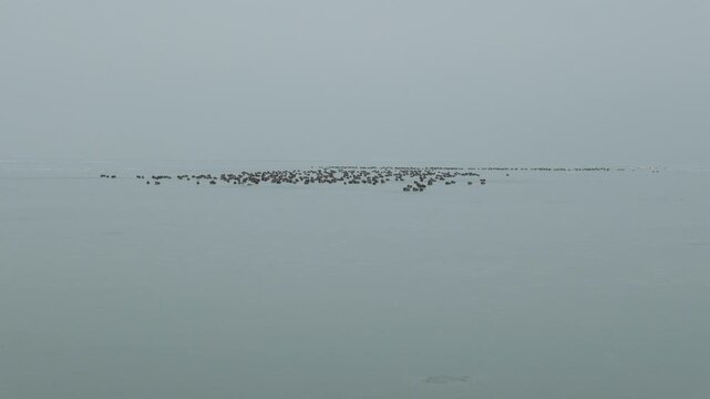 4K Ducks in a Freezing Winter Day on a Lake