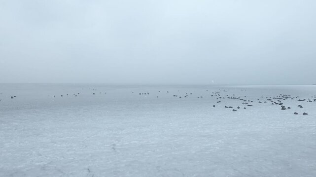 4K Ducks in a Freezing Winter Day on a Lake