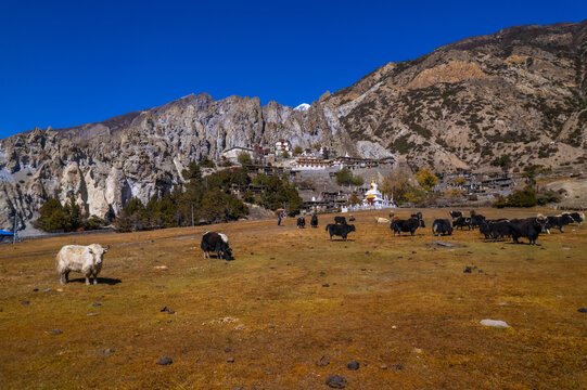 Aerial view of a herd of yaks grazing in a golden meadow with a traditional Buddhist monastery nestled against rugged mountain cliffs in Nepal.
