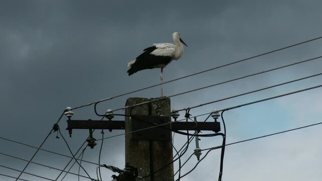 4K European Stork on Electric Pole