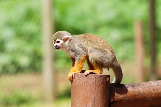 Wild squirrel monkey resting in its natural habitat. 