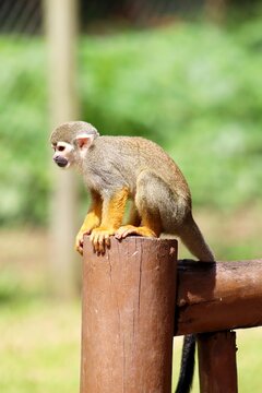 Wild squirrel monkey resting in its natural habitat. 